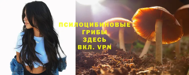 купить  сайты  Канаш  Псилоцибиновые грибы Psilocybine cubensis 